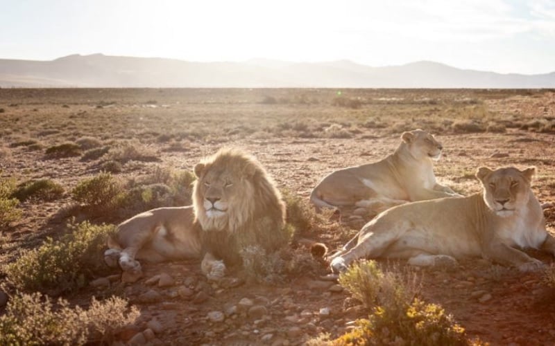 3 Day Fully Inclusive Wellness Journey Opening Special at Kuganha Luxury Tented Camp